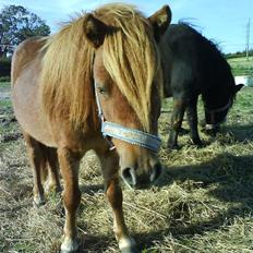 Shetlænder Annagaard Bagheera R.I.P