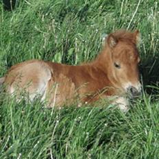 Shetlænder Annagaard Bagheera R.I.P