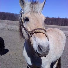 Fjordhest Kajser