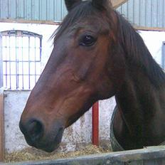 Traver Unna *Aflivet* :'(