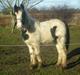 Irish Cob Molan