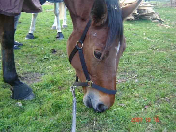 Hollandsk Varmblod Tanacha - Nulle´Dullen græsser =D Foto . Mig xD billede 5