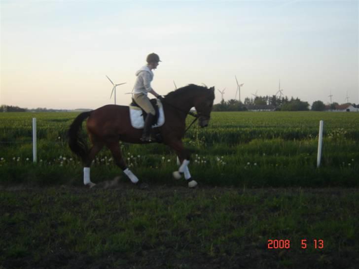 Hollandsk Varmblod Tanacha - Galop :D Foto: Min lille søster :D billede 7