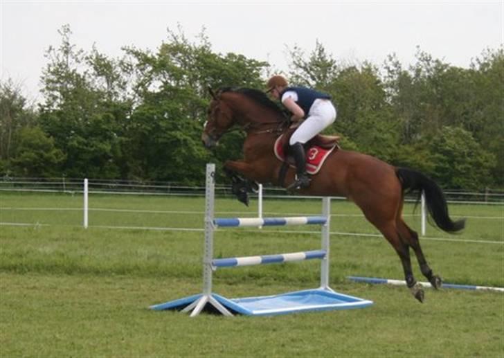 Hollandsk Varmblod Tanacha - Springer vand xD LB Foto: Helle Bratholt billede 8