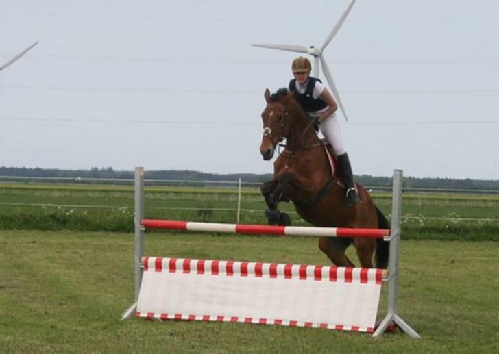 Hollandsk Varmblod Tanacha - LB - Vilsbæk Ridecenter (Venskabstævne) Foto: Helle Bratholt billede 10