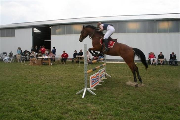Hollandsk Varmblod Tanacha - LB - Vilsbæk Ridecenter (Venskabstævne) Foto: Helle Bratholt billede 11