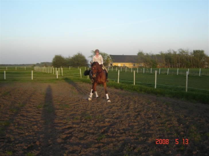 Hollandsk Varmblod Tanacha - Schenkelvigning xD  Foto: Min lille søster billede 12