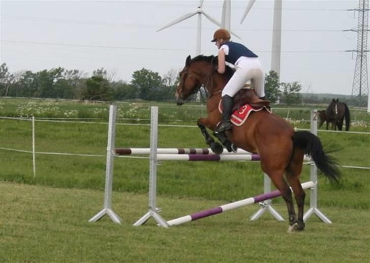 Hollandsk Varmblod Tanacha - LB - Vilsbæk Ridecenter (Venskabstævne) Foto: Helle Bratholt billede 13