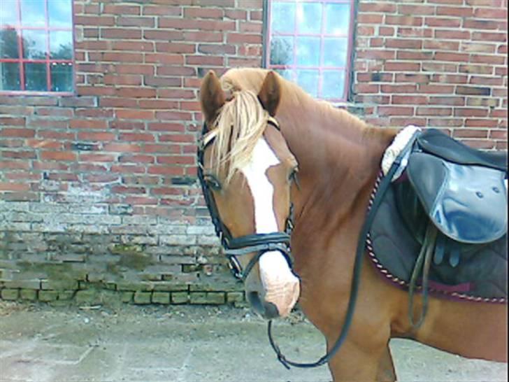 Welsh Pony (sec B) Faxi - Da jeg "passede" ham i sommers (: <3 billede 6