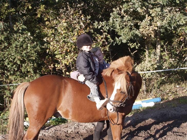 Welsh Pony (sec B) Faxi - et smule gammelt billede (: <3 billede 7