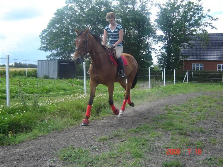Hollandsk Varmblod Tanacha - Nulle på staldgangen på Vilsbæk xD - Lige efter dressur undervisning !  Foto: Mig (med mobil) billede 15