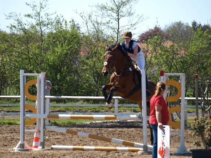 Hollandsk Varmblod Tanacha - Vores sidste LD klasse :D Foto: Helle Bratholt billede 16