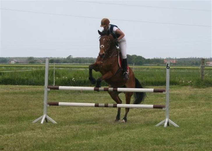Hollandsk Varmblod Tanacha - LC - Vilsbæk Ridecenter (Venskabstævne) Foto: Helle Bratholt billede 17