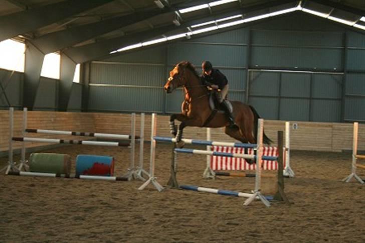 Hollandsk Varmblod Tanacha - Spring undervisning ^^ - Rimelig underligt billede xD haha - Foto: Helle Bratholt billede 19