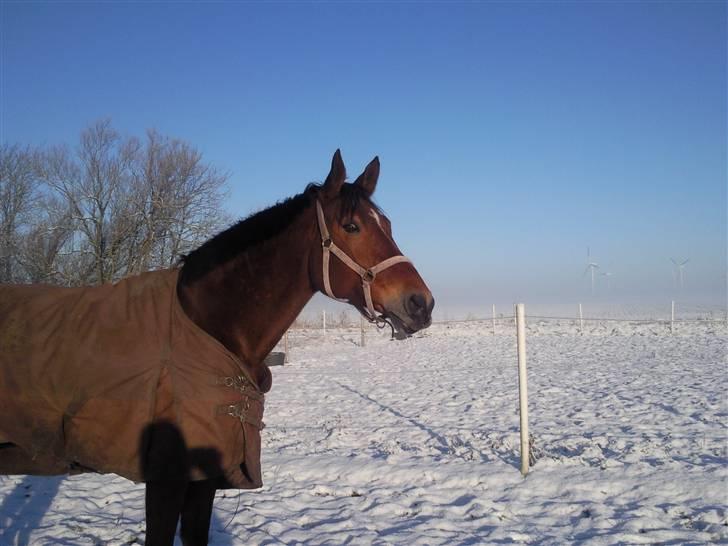 Hollandsk Varmblod Tanacha - Min smukke hypper hest :D billede 20