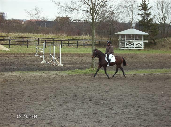 Fuldblod (XX) Jackie Windswept xx SOLGT - Lidt fin trav her:) billede 9