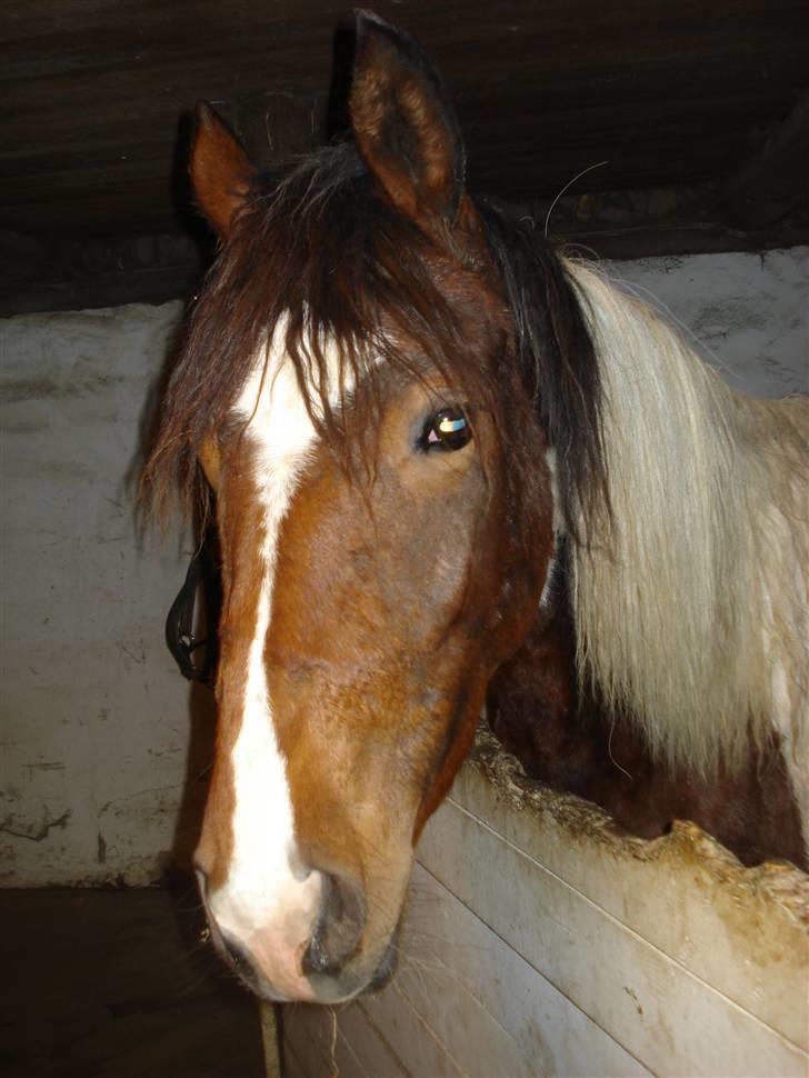 Pinto Jersy   solgt billede 1