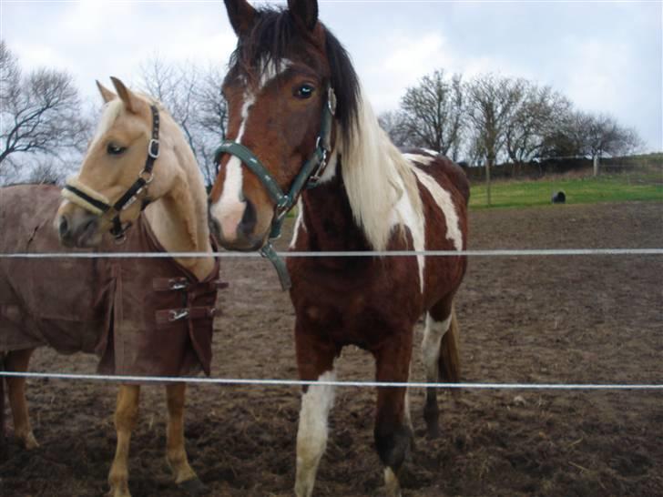 Pinto Jersy   solgt - dec 2007, næsten lige fået hende hjem.. billede 2