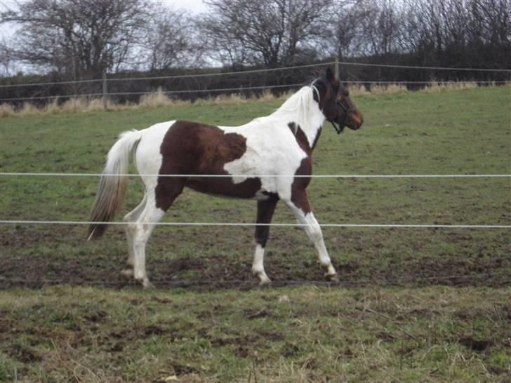 Pinto Jersy   solgt billede 3