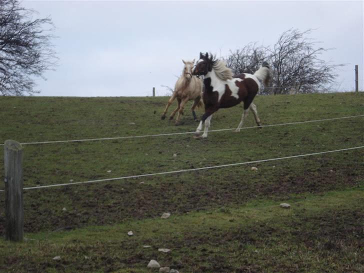 Pinto Jersy   solgt billede 4
