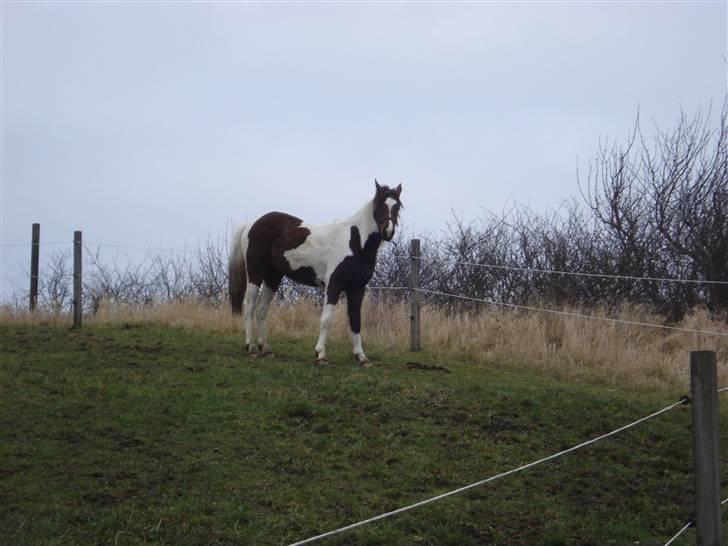 Pinto Jersy   solgt billede 5