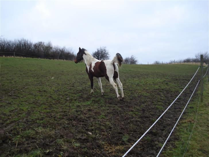 Pinto Jersy   solgt billede 6