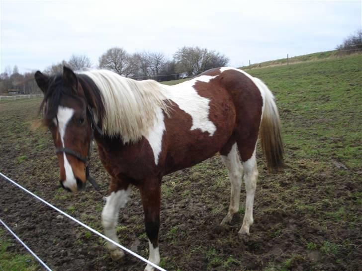 Pinto Jersy   solgt billede 7