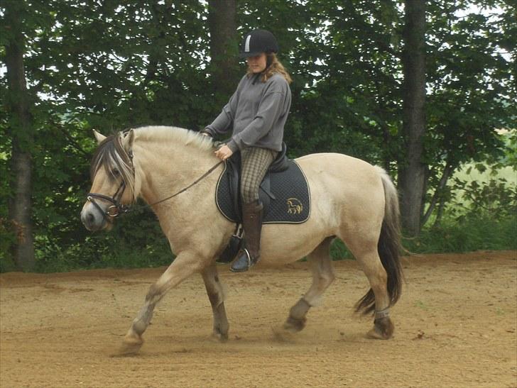 Fjordhest Østerskov`s Mille - Signe August 2010 billede 14