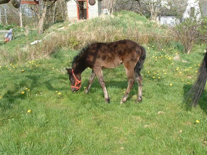 Anden særlig race Noél...Solgt billede 11