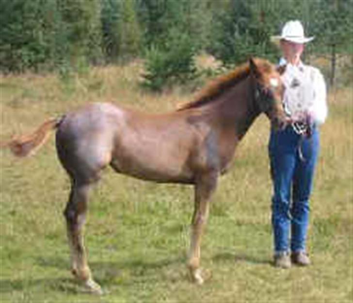 Appaloosa HHgomiss Mazie bar Solgt - Mazie som føl i sverige billede 16