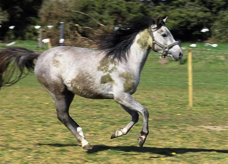 Anden særlig race Josephine´s Prins billede 2