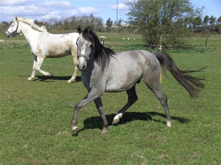 Anden særlig race Josephine´s Prins billede 4