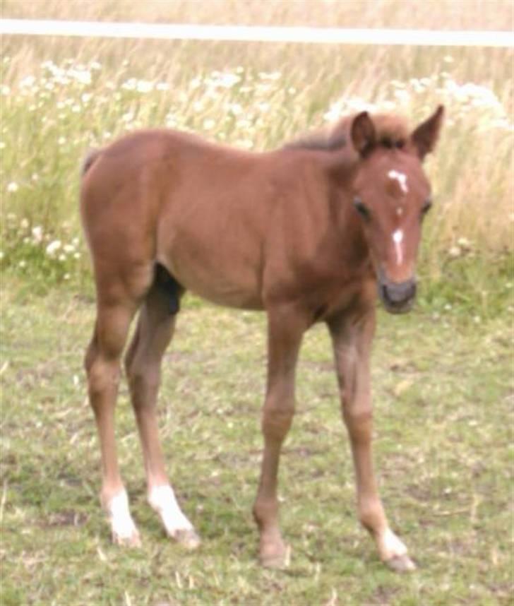 Anden særlig race Josephine´s Prins billede 7