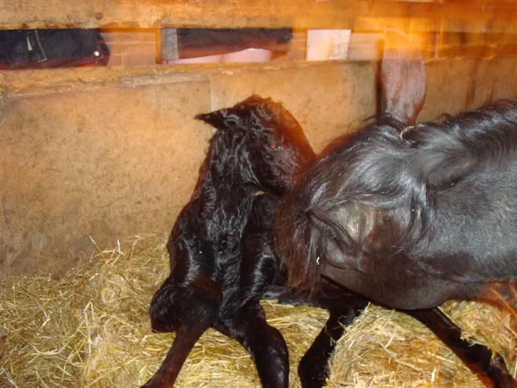 Frieser Antsje van de Martini - Mor vasker mig billede 1