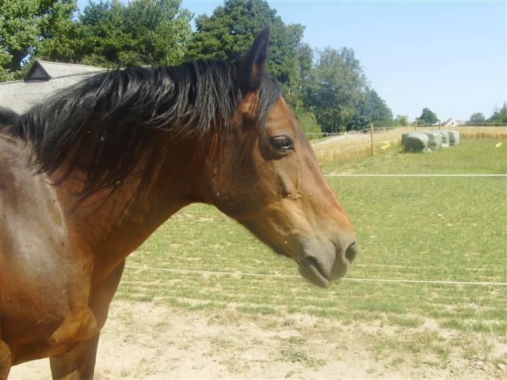 New Forest /Pinto   Celine -  Cille  - "Vil du tro på mig hvis jeg fortæller dig, at du er mit et og alt, at du er den dejligste i verden, og at du betyder alt for mig? Jeg elsker dig" . :* billede 1