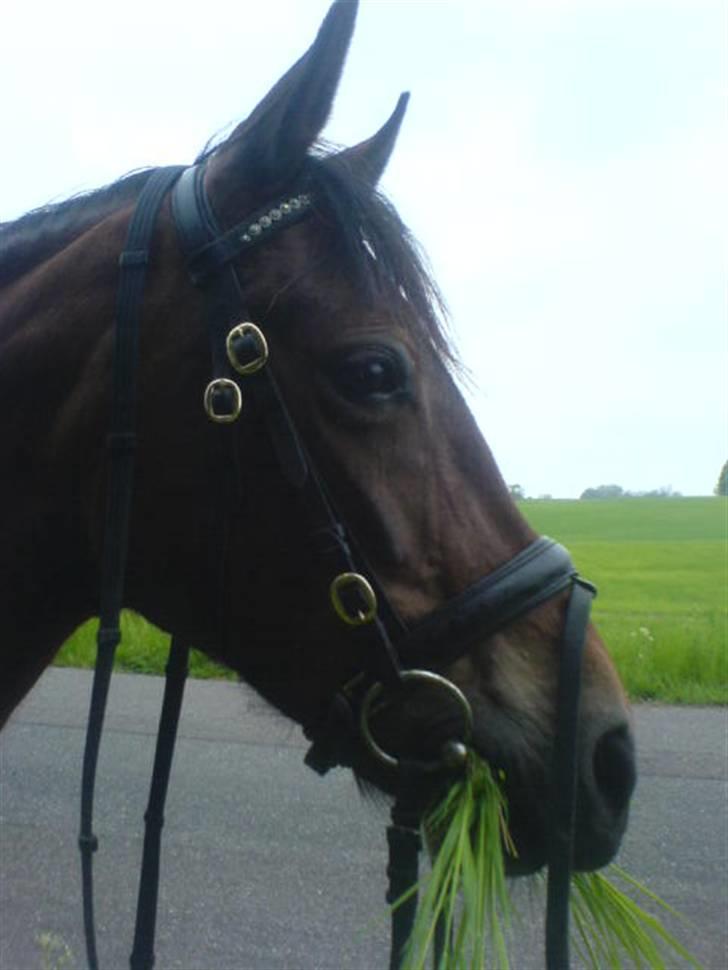 New Forest /Pinto   Celine -  Cille  - sommer 07 . Taget på en tur . Foto: Stin billede 2