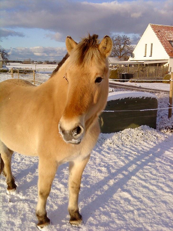 Fjordhest  Ronja - solgt .  - d. 22/11-08 . Muledyret i snevejr med sne på mulen ;D   billede 1