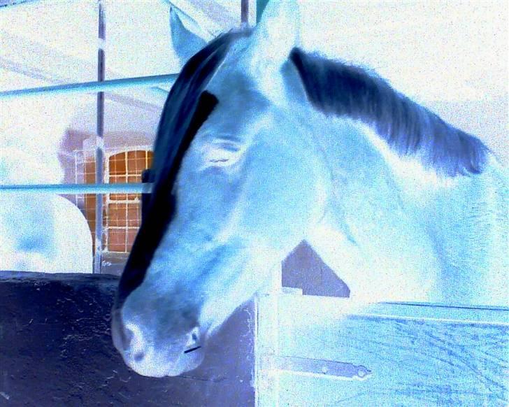 Welsh Pony af Cob-type (sec C) Skonhøjs Blue Eye [Frank] - Spøgelsels Blue eye (LL) billede 11