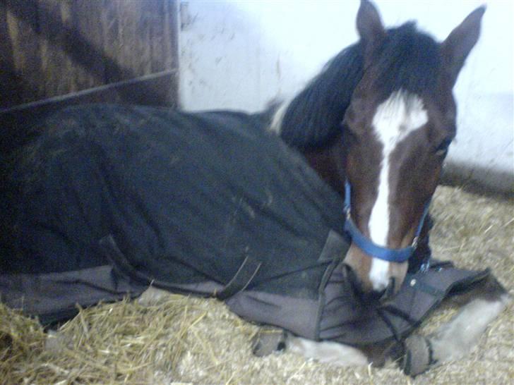 Anden særlig race | Sartos Robbin - Robbin der ligger og halv sover..<´´3 billede 2