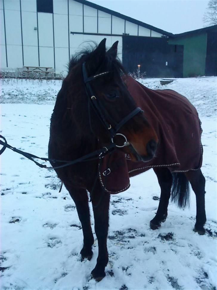 DSP Bæklunds Matina <33 - vinter 2009(: - foto: pernille.d; billede 1
