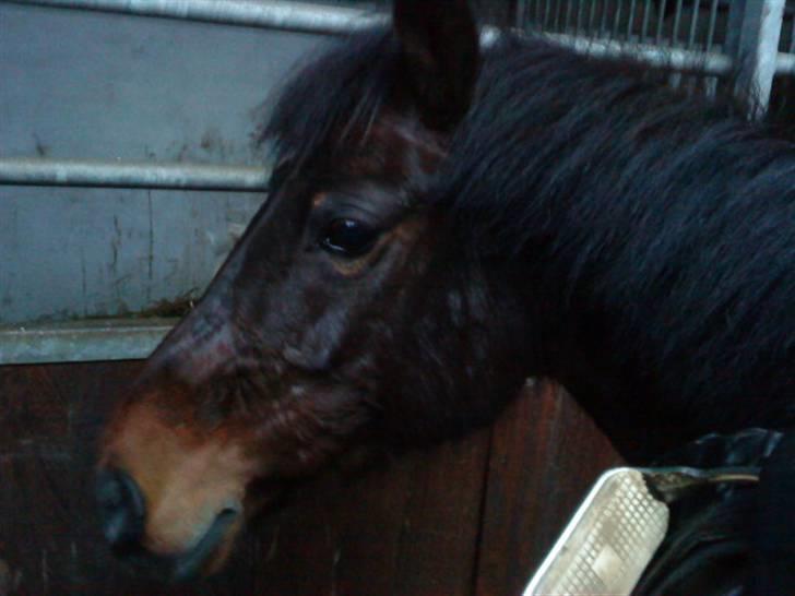 DSP Bæklunds Matina <33 - vinter 2009 - foto: mig.d; billede 2