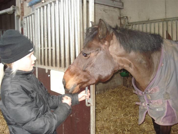 DSP Bæklunds Matina <33 - hygge i stalden - foto: pernille.d; billede 3