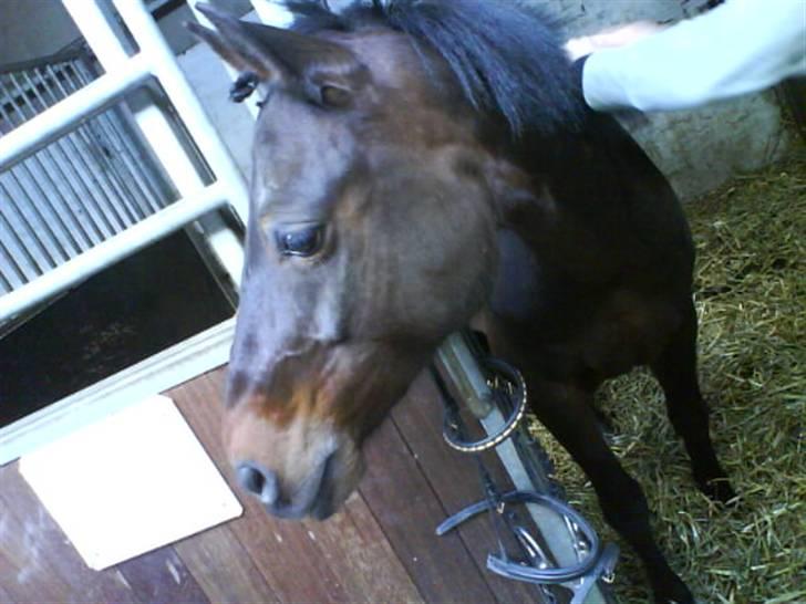 DSP Bæklunds Matina <33 - opsadlings hygge inden spring i foråret 08(: - foto: pernille.d; billede 4