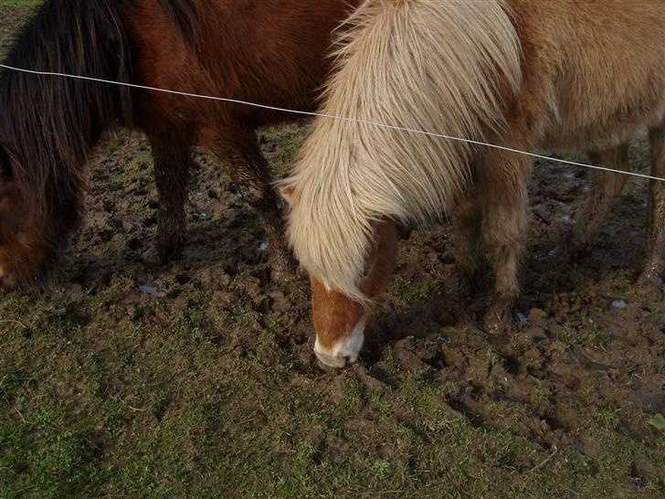 Islænder Thor fra Fagereng - jeg spiser lige lidt (Thor) billede 11