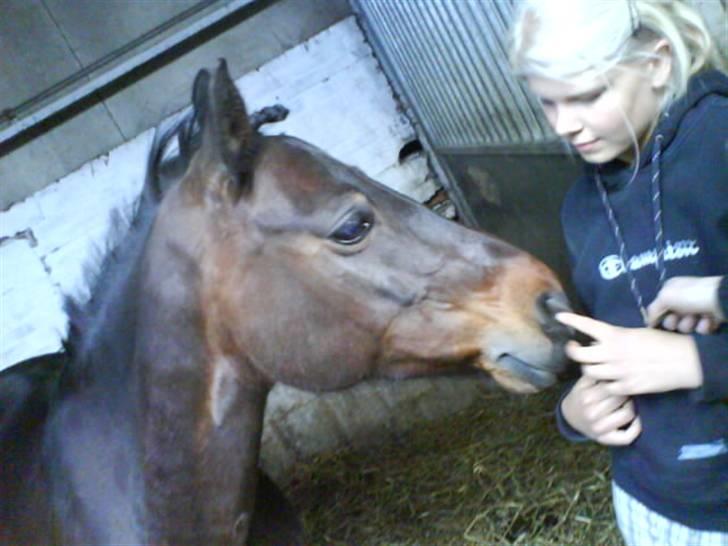 DSP Bæklunds Matina <33 - hille skubbede til mig!(: - foto: pernille.d; billede 5