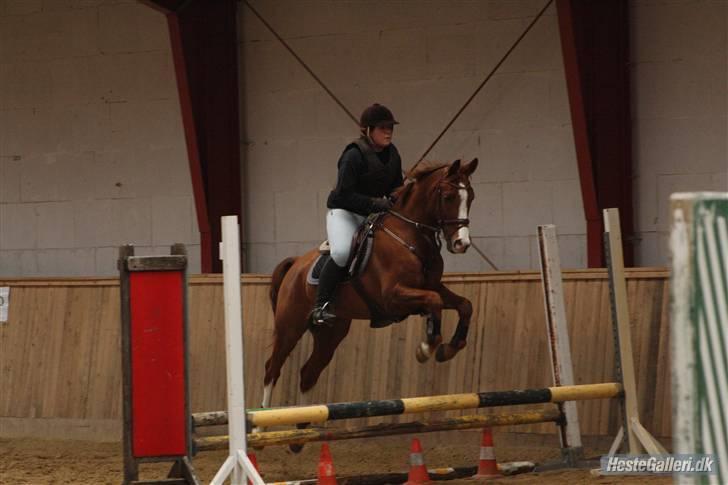 Hollandsk Sportspony Calypso SOLGT - Til en slags gymnastikspring :b Taget af Mette Louise billede 6