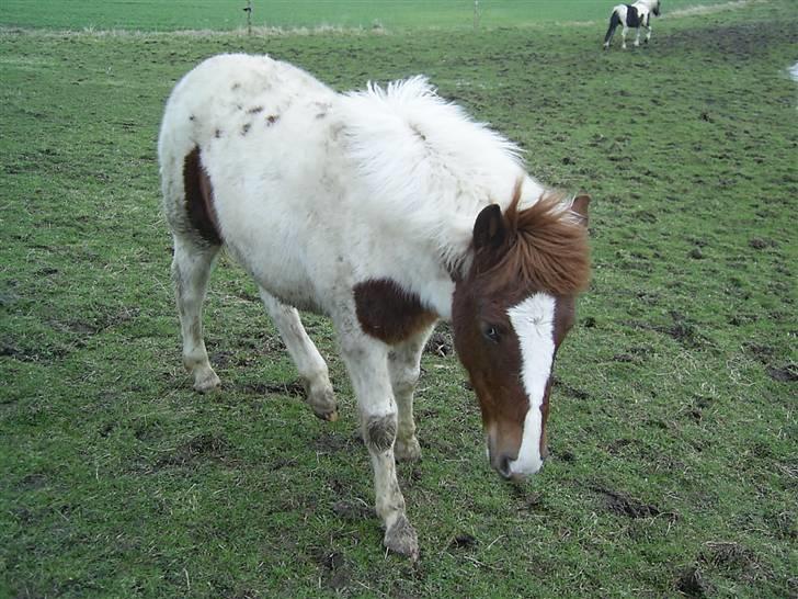 Pinto Djina <3 "Byttet" :/ billede 3