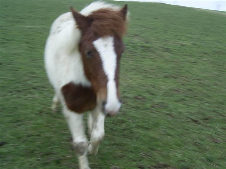 Pinto Djina <3 "Byttet" :/ billede 6