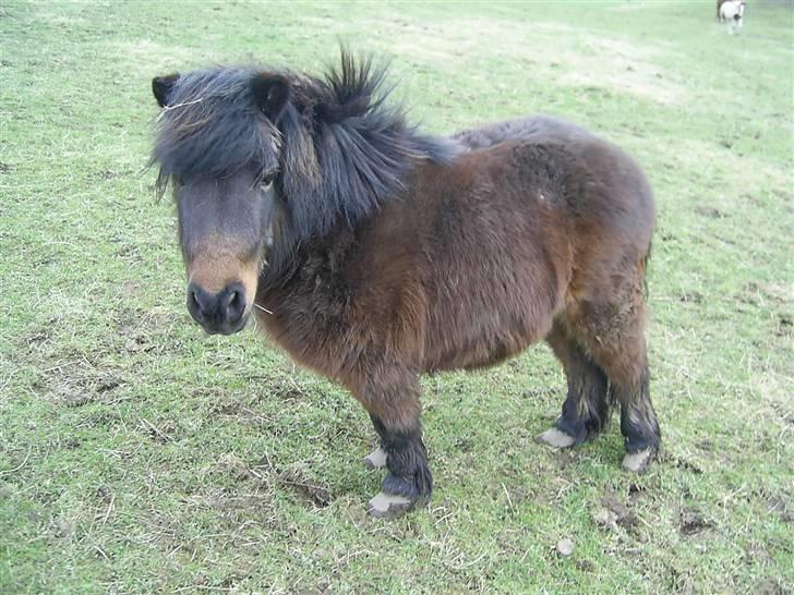 Shetlænder R.I.P Prins :'( billede 1