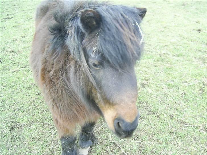 Shetlænder R.I.P Prins :'( - BØØØH !! :) billede 2